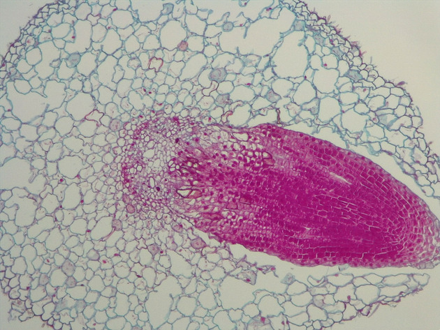 Dicot Lateral Root Slides - Dicot Lateral Root 01 100X